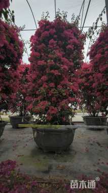 高度300厘米三角梅