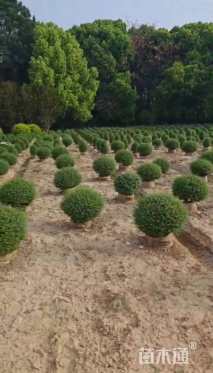 高度50厘米川滇蜡树