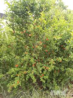 高度200厘米果石榴