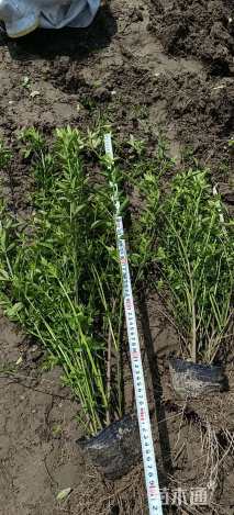 高度60厘米云南黄馨