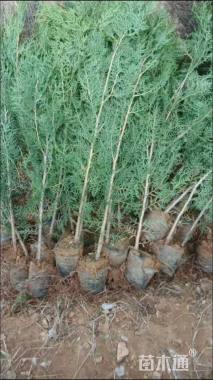 高度150厘米侧柏