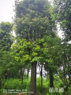 移植香樟
