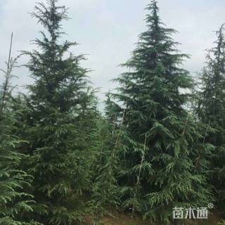 高度500厘米雪松