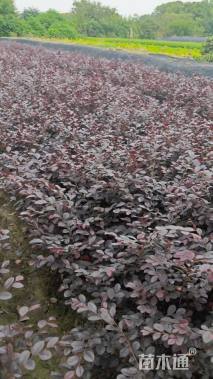 高度35厘米红花继木