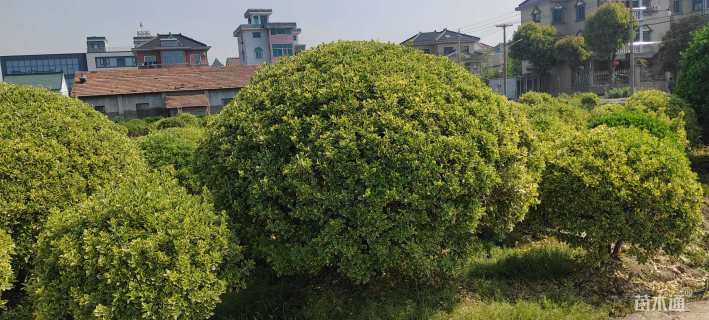 高度180厘米金边黄杨