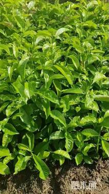 0.6公分乐昌含笑