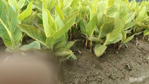 高度40厘米花叶美人蕉