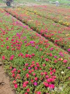 高度10厘米半枝莲