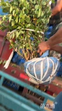 高度150厘米木绣球