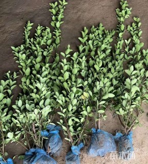 高度40厘米大叶黄杨