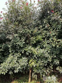 500公分红叶石楠