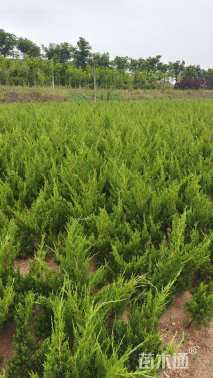 高度30厘米小龙柏