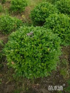 冠幅150厘米茶梅球