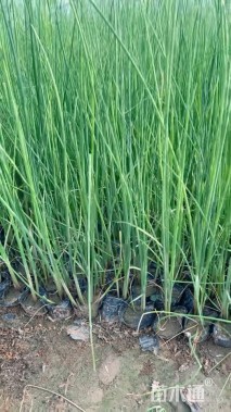 高度60厘米水葱