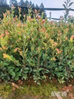 高度50厘米油茶