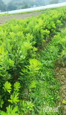 10公分东魁杨梅