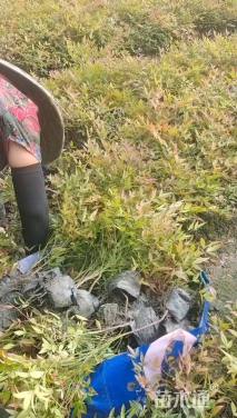 高度20厘米南天竹