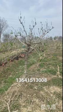 高度200厘米五彩锦带