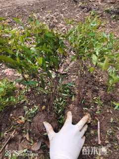 高度45厘米绣线菊