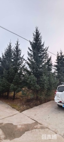 高度400厘米云杉