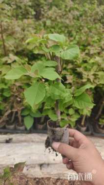 高度25厘米三角梅