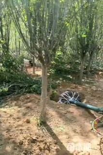 12公分西府海棠