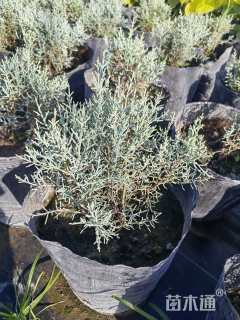 2公分蓝冰柏棒棒糖