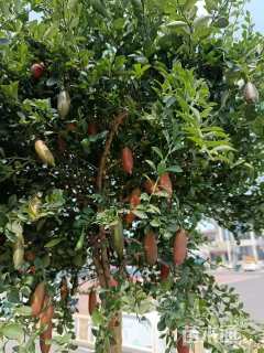 高度120厘米柠檬