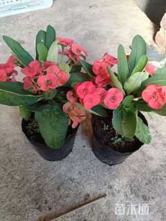 高度25厘米虎刺梅