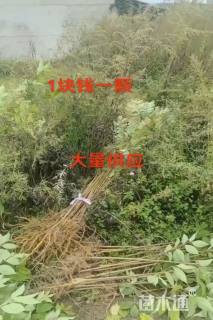 高度150厘米黄柏小苗