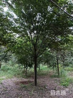 16公分精品地产榉树