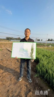 高度60厘米沙地柏