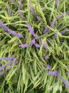 高度30厘米金边阔叶麦冬