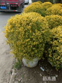 冠幅100厘米亮晶女贞球