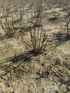 高度50厘米牡丹