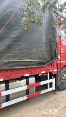 高度30厘米莲子草