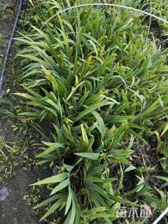 高度30厘米德国鸢尾