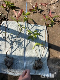 高度35厘米红叶石楠小苗