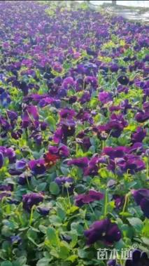 高度20厘米三色堇