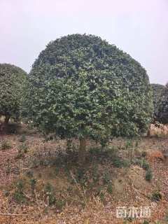 冠幅300厘米枸骨球