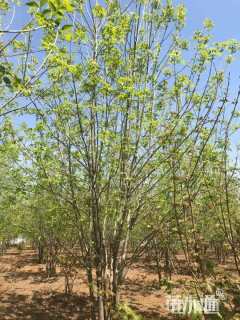 高度400厘米丛生白蜡