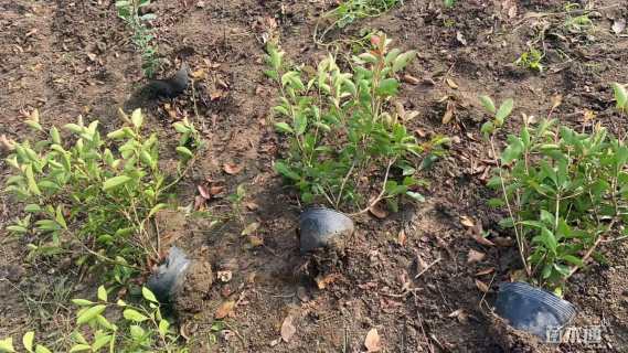 冠幅70厘米红叶石楠球