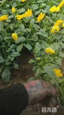 高度15厘米三色堇