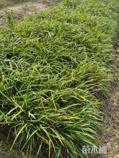 高度20厘米大花萱草