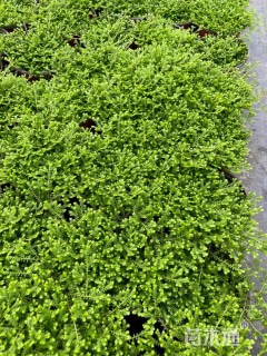 高度10厘米翠云草