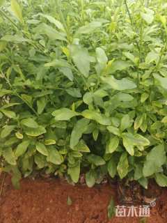 高度35厘米蓝雪花