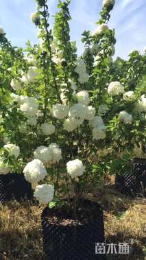 高度200厘米木绣球