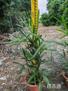 裸干高120厘米细叶棕竹