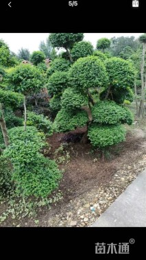 5公分造型小叶女贞