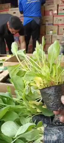 高度15厘米黑心菊